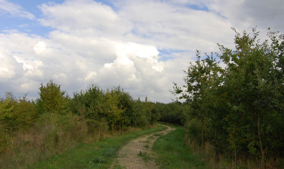 Gulddysse Skov er statsejet