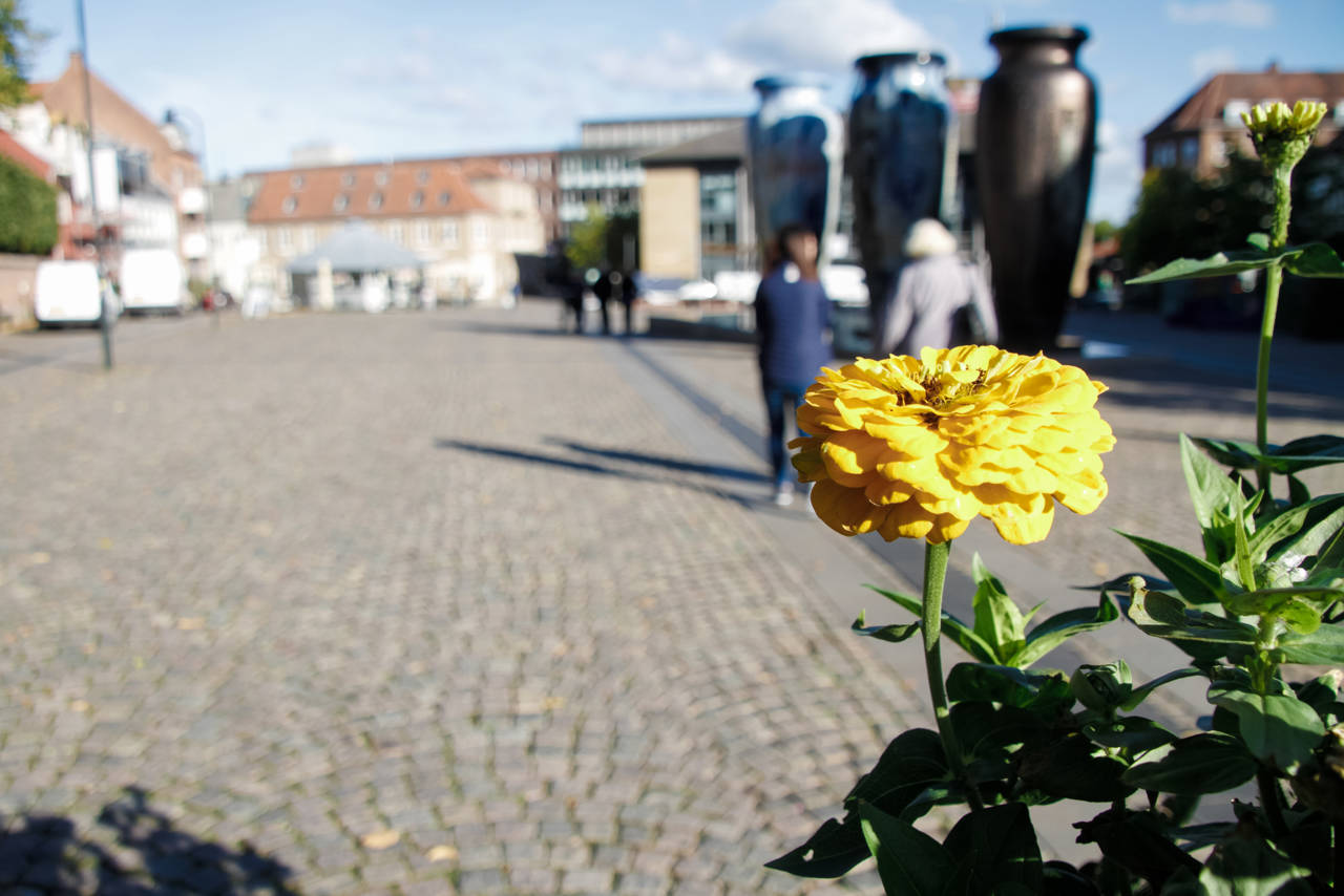 Hestetorvet med blomst i forgrunden