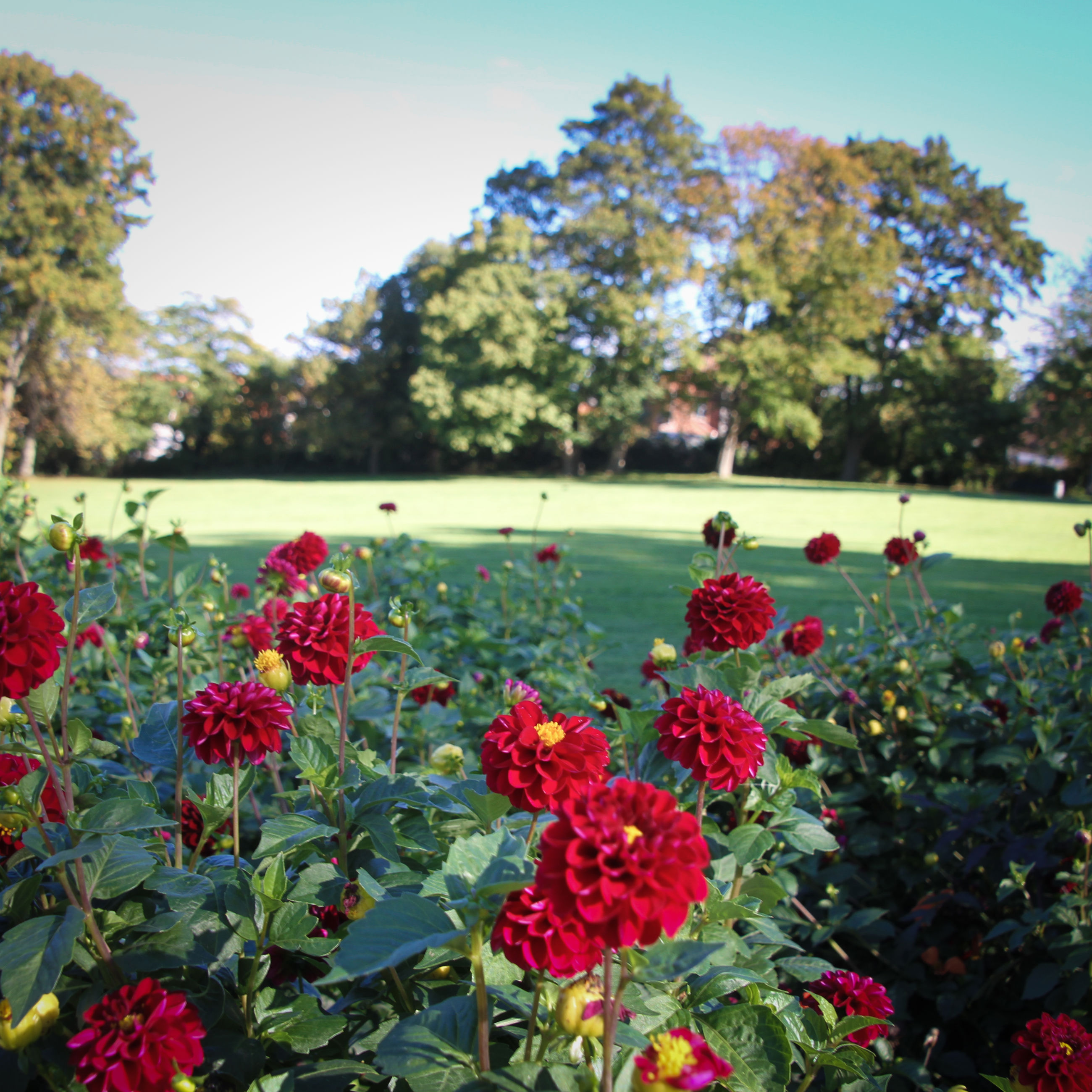 Byparken med blomster i forgrunden