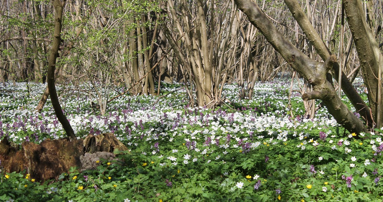 Boserup Skov en forårsdag med anemoner i skovbunden